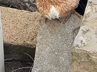 Chickens — 照片 2