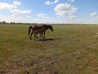 فرس, Kinsky horse — الصورة 3
