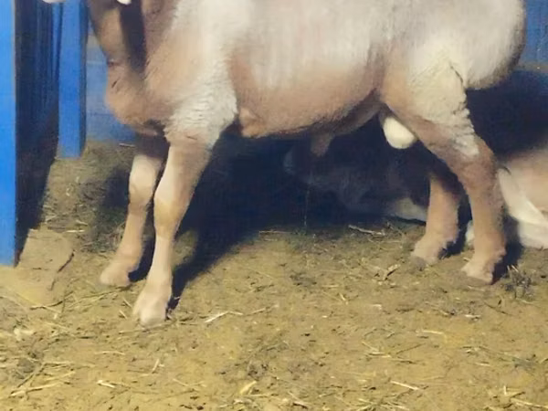 Ram, Arashan sheep
