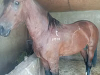 Horse (M), Kustanai horse — photo 2