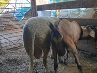 Ram, Lacaune sheep — photo 2