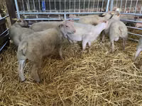 نعجة, Charollais sheep — الصورة 5