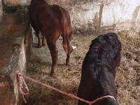Vaca, Ganado vacuno — foto 5