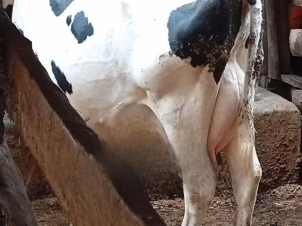 Cow, Holstein breed