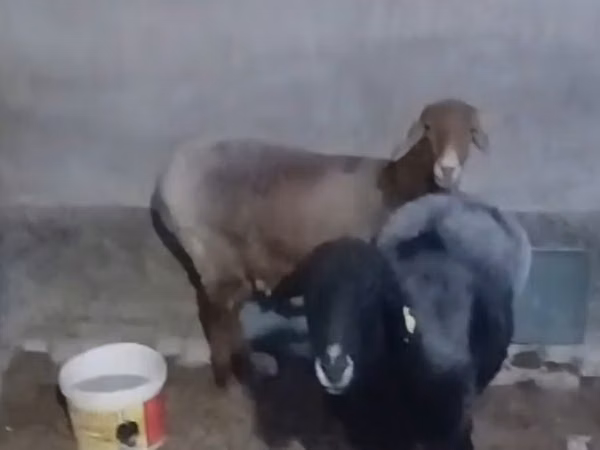 Sheep (batch, sex not specified), Sheep