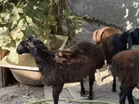 Ram, Aland sheep — photo 1
