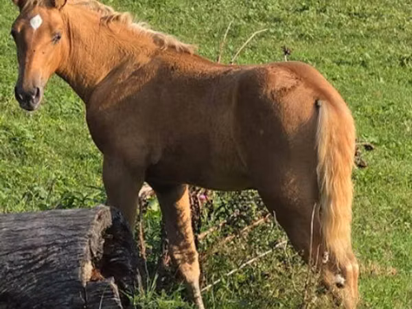 Horse (M), Rocky Mountain Horse