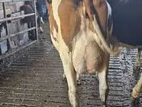 Cow, Holstein breed — photo 2