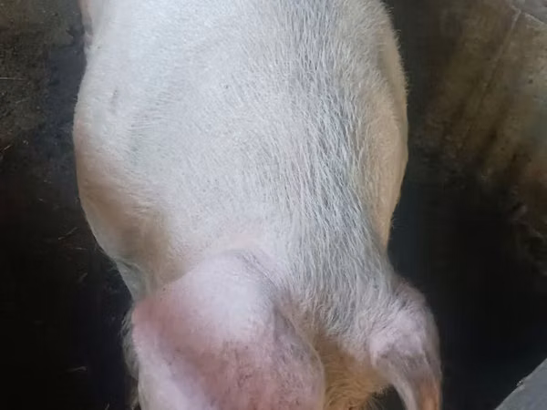 Boar, 