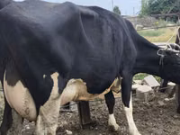Cow, Russian Black pied cattle — photo 3