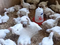 Shamo chickens — photo 4