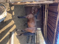 Horse (M), Tiger horse — photo 2