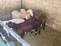 Schaf, Tian-Shan semifinewool sheep — Foto 4