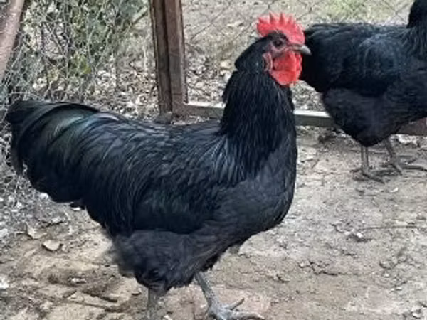 Australorp