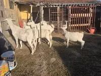 Cabra, Cabras — foto 1