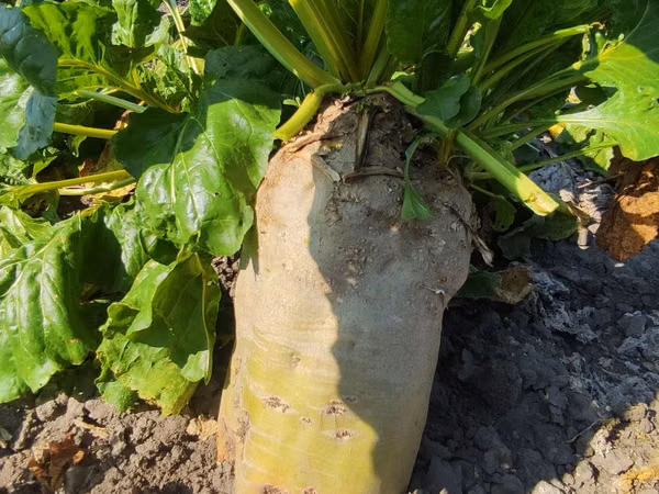 Продам кормовую сфеклу