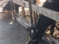 Bull, Cattle — photo 6