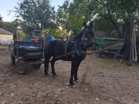 Horse (M), Nonius horse — photo 6