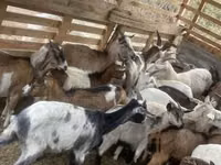 Billy Goat, Goats — photo 2