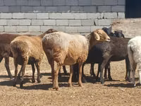 Widder, Ordabasy sheep — Foto 3