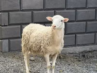 Ram, Hissar sheep — photo 1