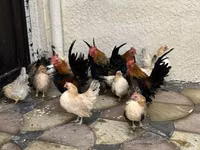 Chickens — الصورة 2