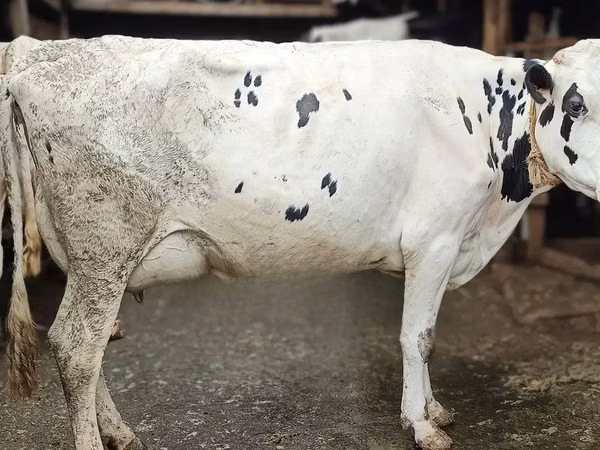 Cow, Russian Black pied cattle — Kenya