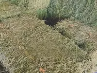 Lucerne/Alfalfa Hay — الصورة 3
