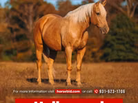 Horse (M), Quarter Horse — photo 1
