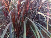 Australian Red Napier (Purple Napier) Cuttings - 100 Pieces — photo 1