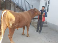 Bull, Limousin cow — photo 1