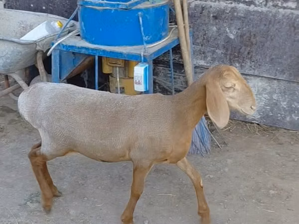 母羊, Arashan sheep