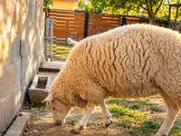 Schaf, British  Milksheep — Foto 2