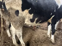Vaca, Russian Black pied cattle — foto 3