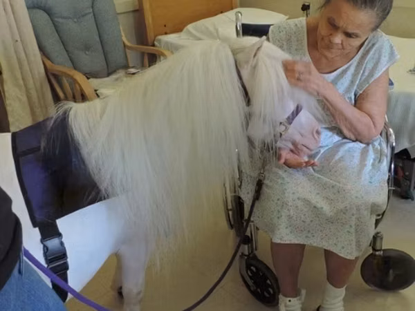 母马, Miniature horse