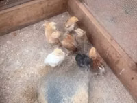 Chickens — Foto 3