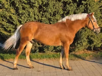 Hengst, Haflinger — Foto 2