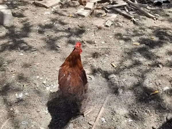 Chickens