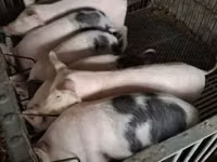 Pigs (batch, sex not specified), Pigs — photo 2