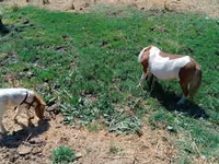 Mare, Australian Pony — photo 2