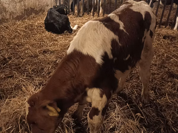 Toro, Simmental cattle