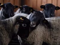 Ram, Romanov sheep — photo 1