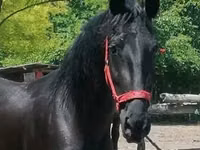 Stute, Friesian — Foto 3
