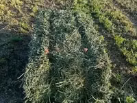 Lucerne/Alfalfa Hay — الصورة 1