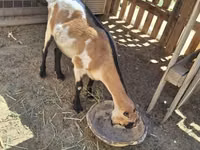 عنزة, LaMancha goats — الصورة 1
