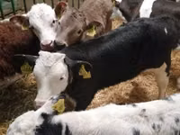 Cattle (batch, sex not specified), Simmental cattle — photo 4
