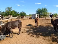 Yegua, Caballos — foto 5