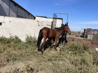 Caballo, Anglo-Arabian — foto 3