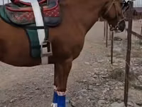 حصان, Tatar horse — الصورة 2