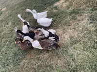 Ducks — Foto 1